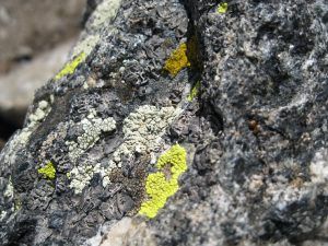 rock eating bacteria Fungi plus Bacteria