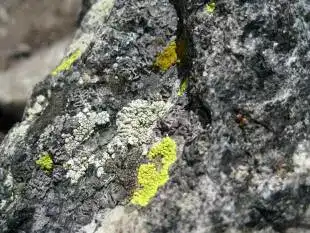 rock eating bacteria Fungi plus Bacteria
