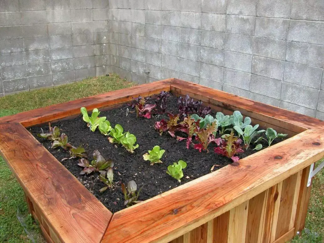 Raised bed garden with starter plants week one (1) Raised bed garden with starter plants week one (1)