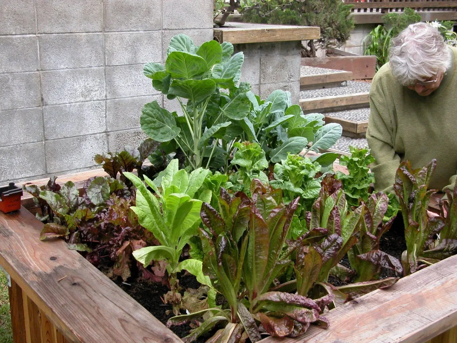 Raised bed garden at week 7
