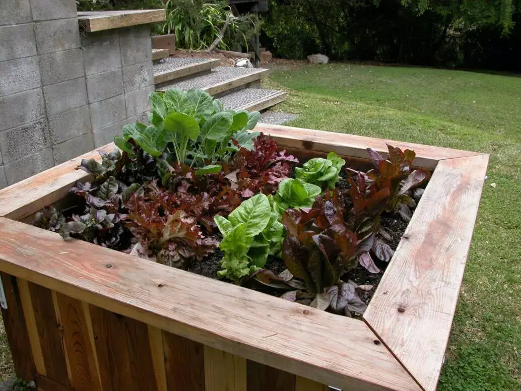 Raised Bed Garden Week 3 Raised Bed Garden Week 3