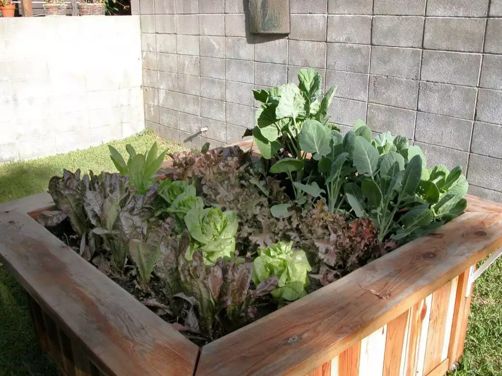Week 5 Raised bed garden with plants during week 5