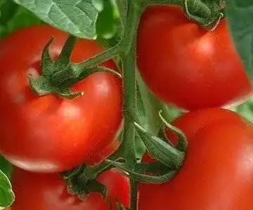 Tomato cluster cluster of red tomatoes