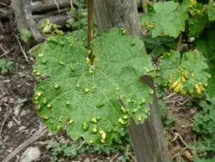 companion plant protection from diseased plant example