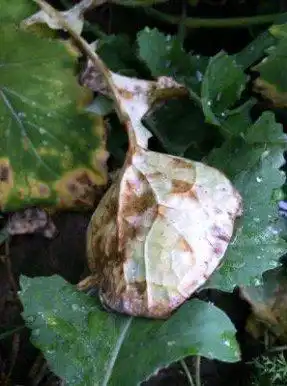 plant disease sick soil sick plants