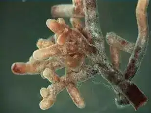 Mycorrhizal compost tea