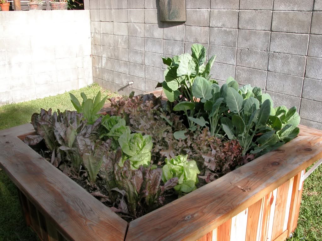 Raised bed garden with plants during week 5