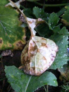 plant disease sick soil sick plants