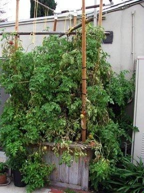 Tomatoes on 1.12.2014 need to be rehung.